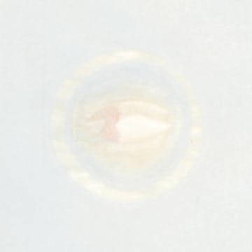 First circle 2