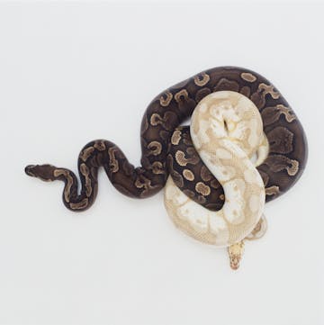 Coil